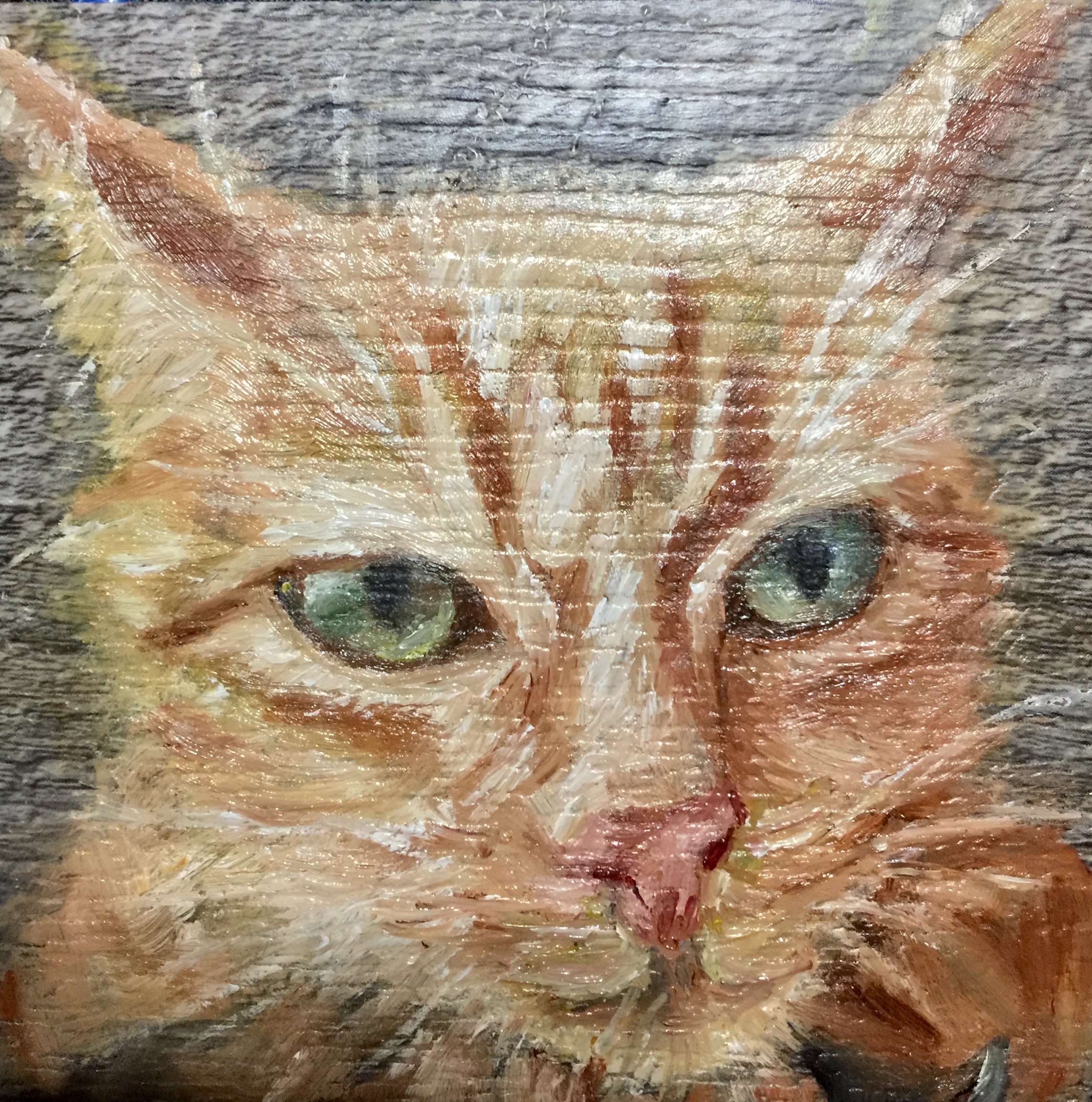 cat picture portrait