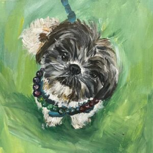 Gus The Shith Tzu