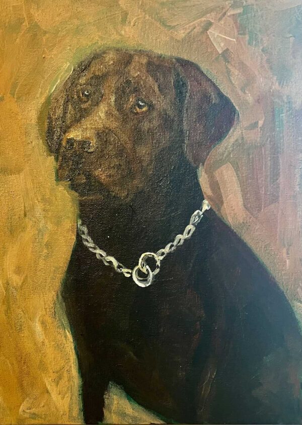 Brown labrador