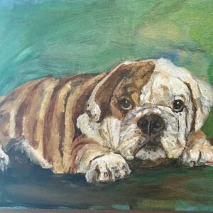 bulldog